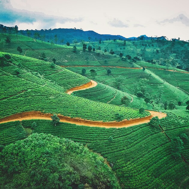 Tea Plantation & Culinary Experience